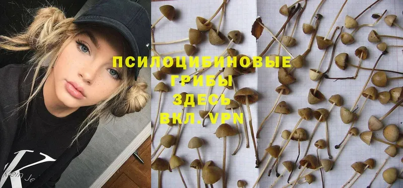 Галлюциногенные грибы Psilocybine cubensis  где найти наркотики  Кубинка 